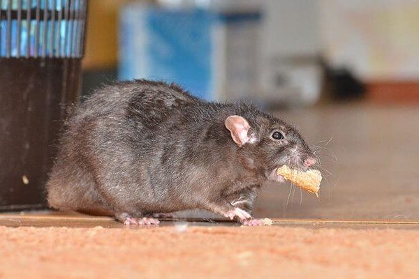 Pembasmi Tikus Bandung