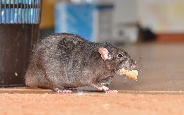 pembasmi tikus bandung