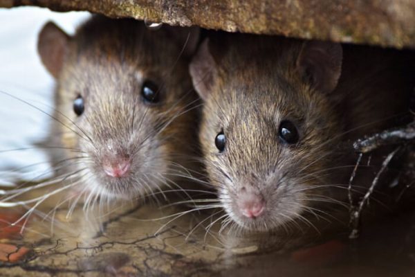 Jasa Pembasmi Tikus Di Bandung