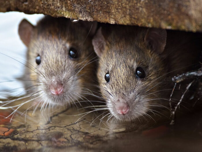 jasa pembasmi tikus di bandung