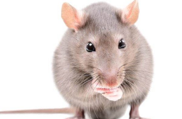 Jasa Pembasmi Tikus Murah Bandung