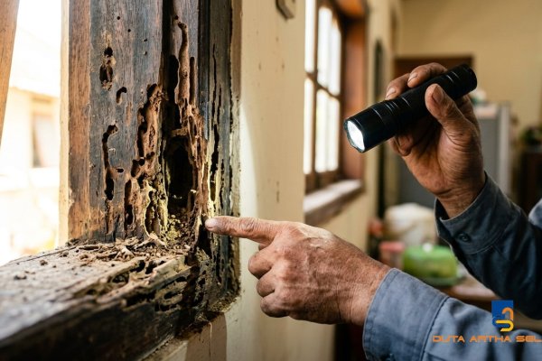 Cara Membasmi Rayap di Rumah Secara Permanen dan Aman